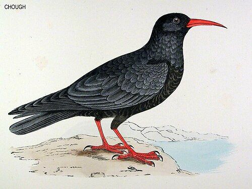 Red-billed Chough