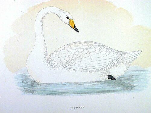 Cygne de Bewick