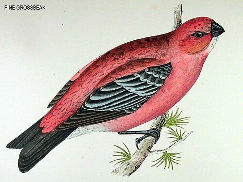 Pine Grosbeak