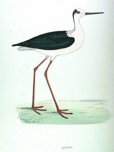 Black-winged Stilt