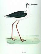 Black-winged Stilt