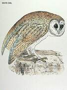 Western Barn Owl