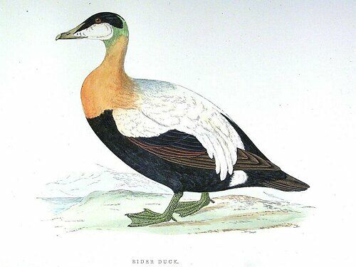 Common Eider