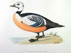 Steller's Eider