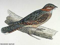 Red-necked Nightjar