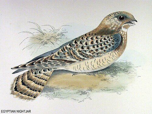 Egyptian Nightjar