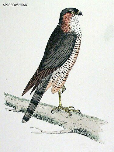 Eurasian Sparrowhawk