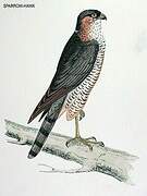 Eurasian Sparrowhawk