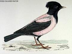 Rosy Starling