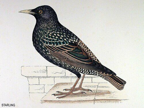 Common Starling