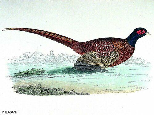 Common Pheasant