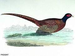 Common Pheasant