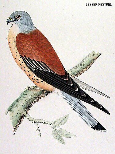 Lesser Kestrel