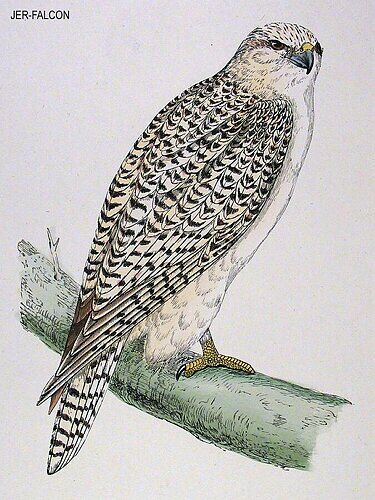 Gyrfalcon