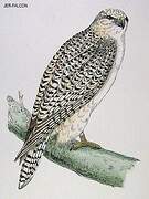 Gyrfalcon