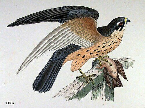 Eurasian Hobby