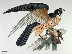 Eurasian Hobby