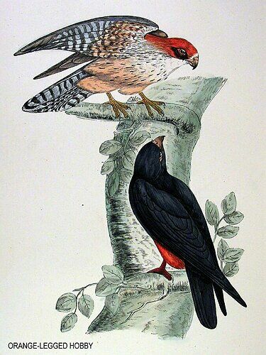 Red-footed Falcon