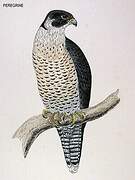 Peregrine Falcon