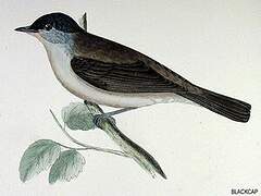 Eurasian Blackcap