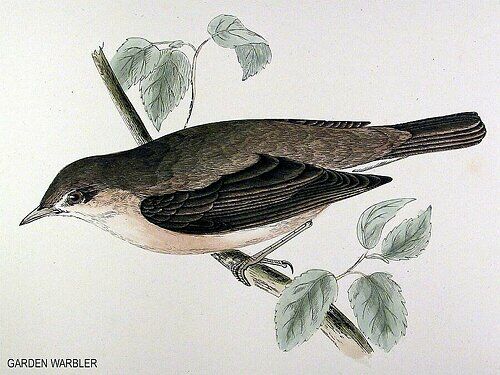 Garden Warbler