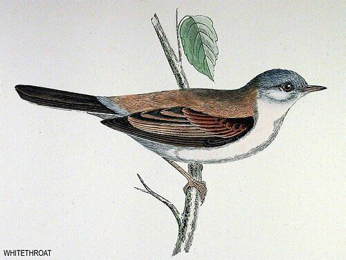 Common Whitethroat