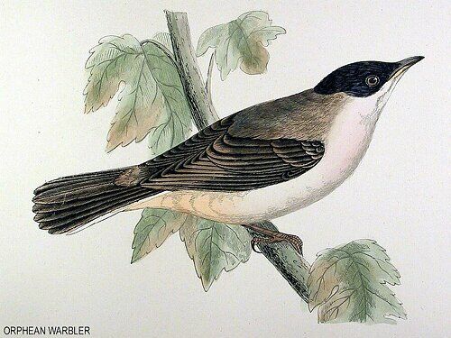 Western Orphean Warbler