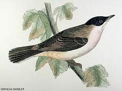 Western Orphean Warbler