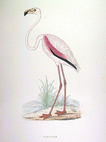 Greater Flamingo