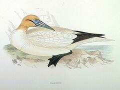 Northern Gannet