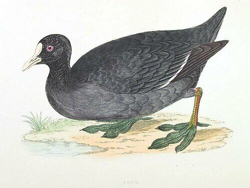 Eurasian Coot