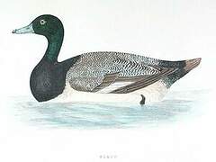 Fuligule milouinan