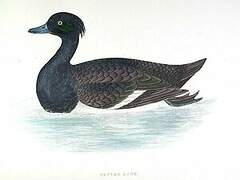 Tufted Duck