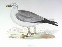 Procellariiformes