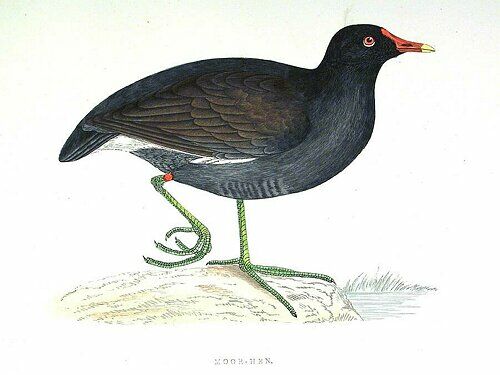 Gallinule poule-d'eau