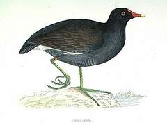 Gallinule poule-d'eau