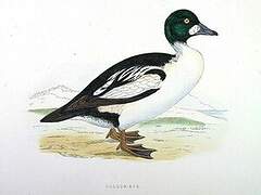 Common Goldeneye