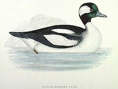 Bufflehead