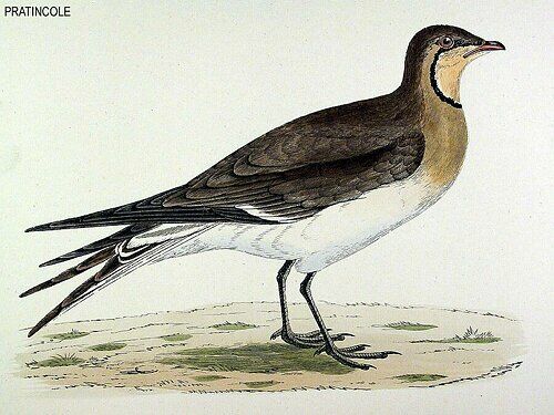 Collared Pratincole