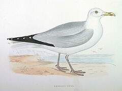 European Herring Gull