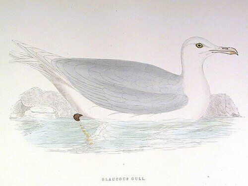 Glaucous Gull