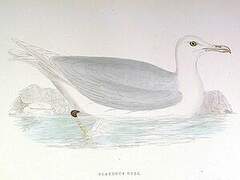 Glaucous Gull