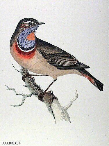 Bluethroat