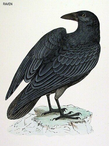 Northern Raven