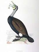 Great Cormorant