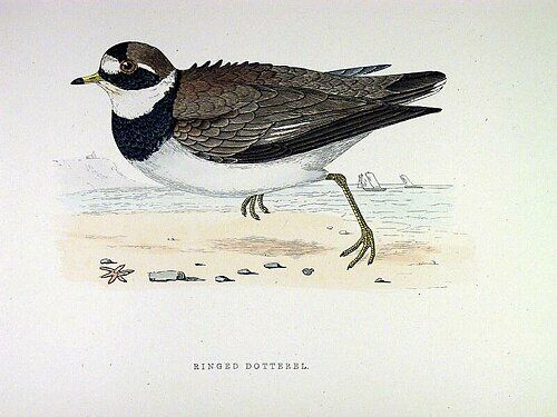 Common Ringed Plover