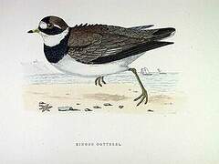 Common Ringed Plover