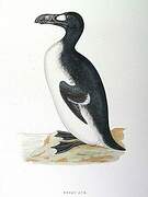 Great Auk