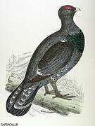 Western Capercaillie