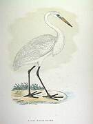 Grande Aigrette